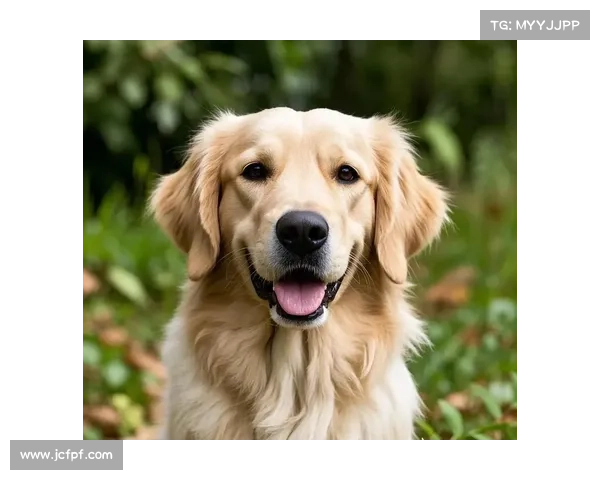 解锁金毛犬的魅力宝典:进阶指南,征服忠诚陪伴 解锁金毛犬的魅力宝典:进阶指南,征服忠诚陪伴